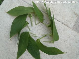 Bouturer le lis crapaud