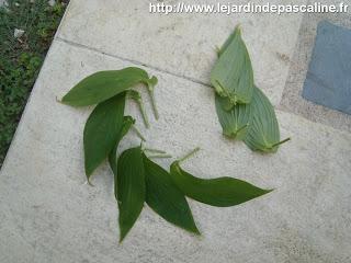 Bouturer le lis crapaud