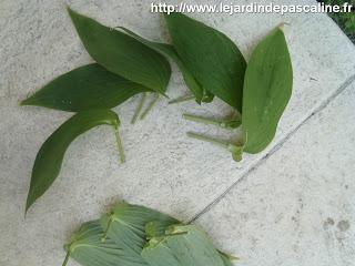 Bouturer le lis crapaud