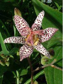 Bouturer le lis crapaud