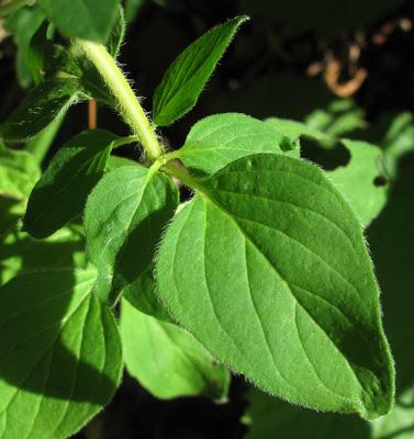 Origanum vulgare (Origan, Marjolaine sauvage)