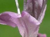 Origanum vulgare (Origan, Marjolaine sauvage)