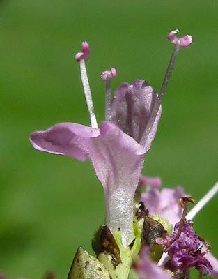 Origanum vulgare (Origan, Marjolaine sauvage)