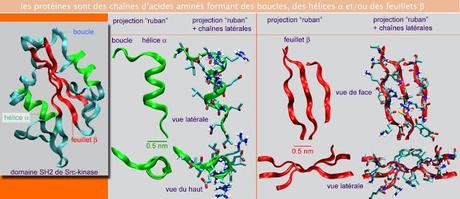 Soumission à régulation du dépliage des protéines : principe de base de la signalisation intraprotéique dans les protéines modulaires