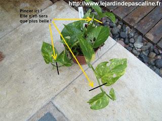 Pince-moi je pousse ? non mais je rêve !!!