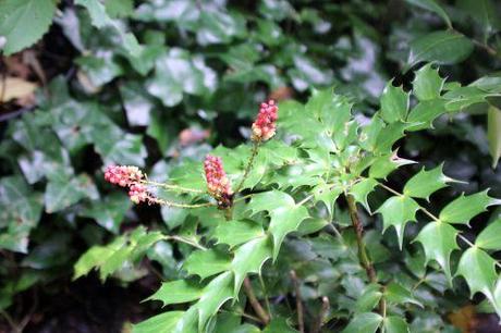 4 mahonia nitens 18 sept 2013 027.jpg