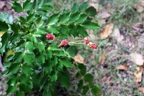 3 mahonia cabaret 16 sept 2013 012 (2).jpg