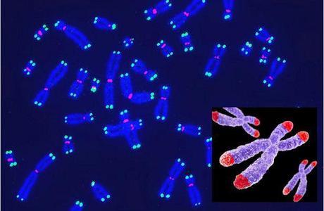 Des chromosomes et des télomères, à leur extrémité, impliqués dans le processus du vieillissement.