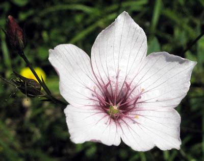 Linum tenuifolium (Lin à feuiles étroites)