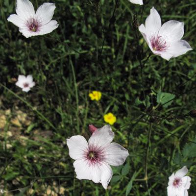 Linum tenuifolium (Lin à feuiles étroites)