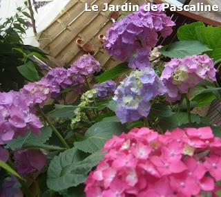 Defi hortensia 2013 :  plantation