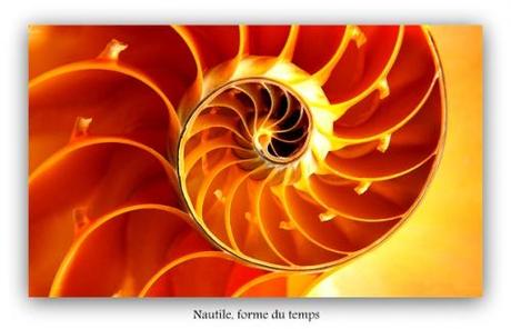 nautileforme-temps-nautile-543po888.jpg