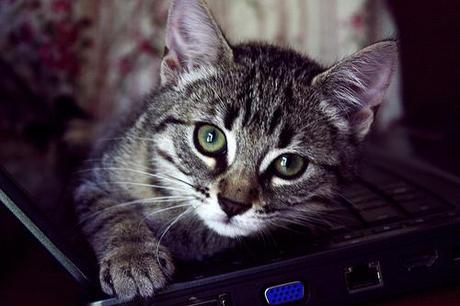 Les chats sont aussi reconnus par le capteur d'empreintes de l'iPhone 5S...