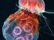 Magic Alexander Semenov photography