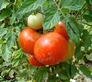 Tomates_du_jardin