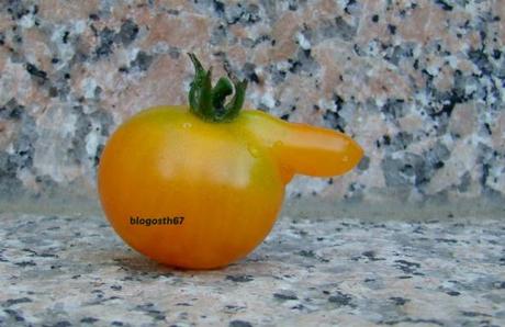 Erection_tomate