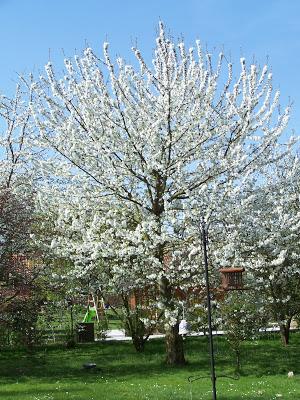 De nouvelles découvertes sur les arbres