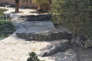 Visiter Djerba avec des enfants (Episode 2)