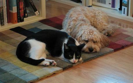 Cane e gatto su tappeto