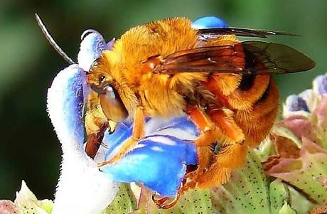 La fable des  abeilles ...