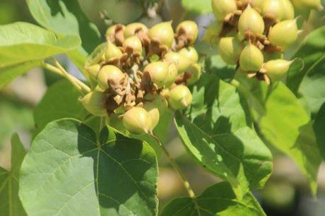 a paulownia 10 août 2013 210 (1).jpg