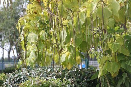 2 catalpa jardiland 19 sept 2013 013 (2).jpg