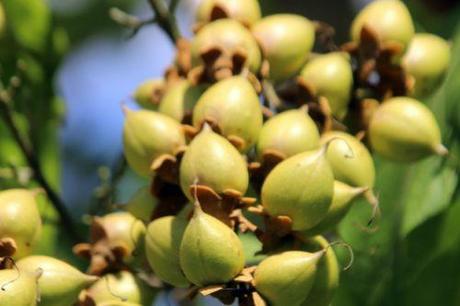 b paulownia 10 août 2013 210 (3).jpg