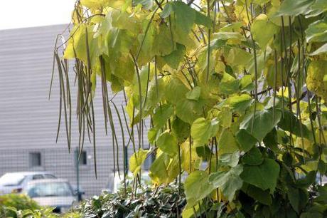 catalpa jardiland 19 sept 2013 013 (3).jpg