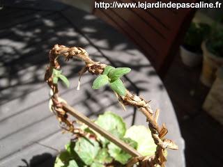 Tuteur-plante !!!
