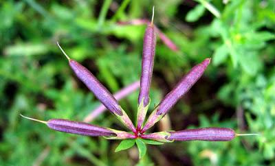 Lotus corniculatus (Lotier corniculé)