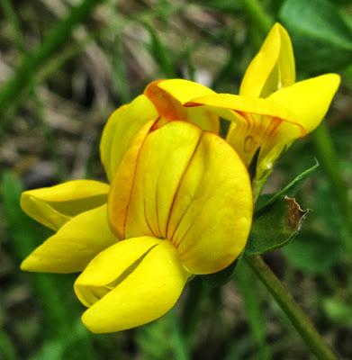 Lotus corniculatus (Lotier corniculé)