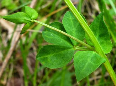 Lotus corniculatus (Lotier corniculé)