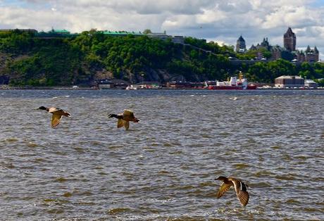 Canards devant Québec...