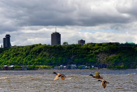 Canards devant Québec...