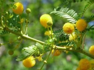 le jardins des Méditerrannées