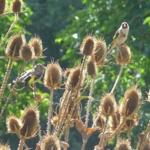 chardonneret P1390662