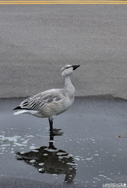 Ce que j'ai vu en matinée...