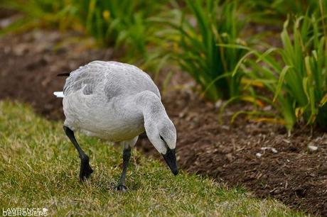 Ce que j'ai vu en matinée...