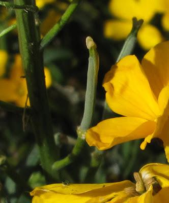 Erysimum cheiri (Giroflée des murailles, Giroflée commune)