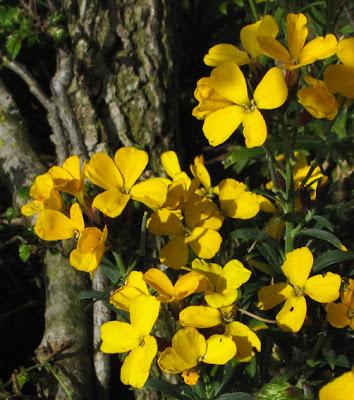 Erysimum cheiri (Giroflée des murailles, Giroflée commune)