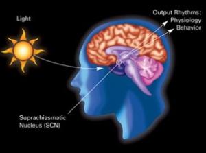 L'HORLOGE BIOLOGIQUE, la clé qui démarre le moteur de la cellule – Science