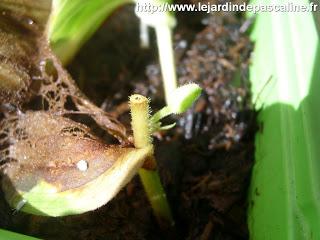 Bouture lis crapaud réussie !