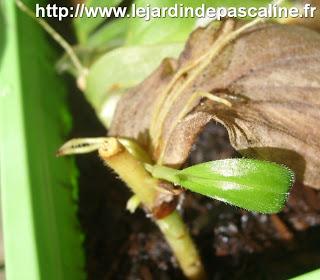 Bouture lis crapaud réussie !