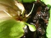 Bouture crapaud réussie