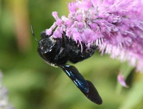 7 xylocope marnay 21 sept 2013 115.jpg