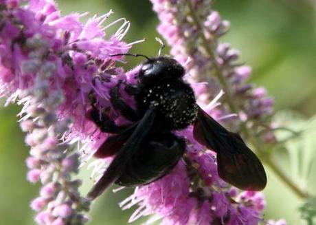 a xylocope marnay 21 sept 2013 111.jpg