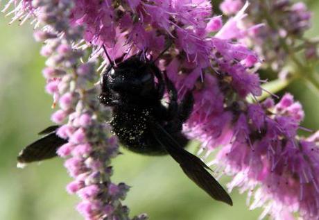b xylocope marnay 21 sept 2013 109.jpg