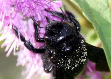 e xylocope rec marnay 21 sept 2013 103.jpg