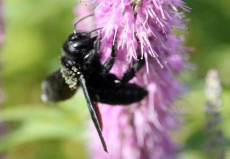 6 xylocope marnay 21 sept 2013 116.jpg