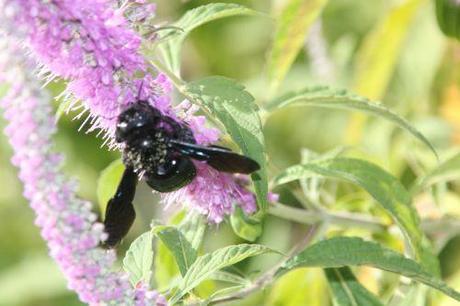 5 xylocope marnay 21 sept 2013 107.jpg